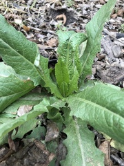 Angiospermae