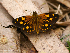 Metisella