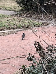 Turdus migratorius