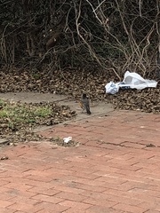 Turdus migratorius