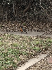 Turdus migratorius