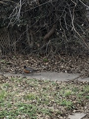 Turdus migratorius