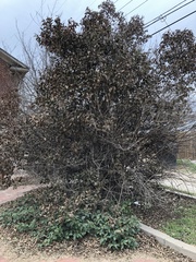 Magnoliopsida