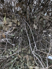 Magnoliopsida