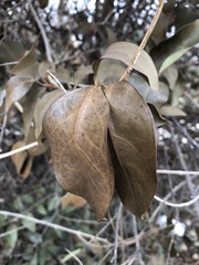 Magnoliopsida