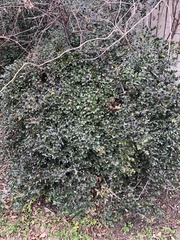 Ilex vomitoria