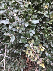 Ilex vomitoria