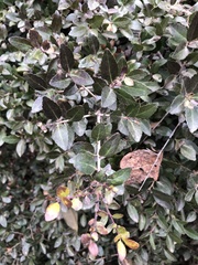 Ilex vomitoria