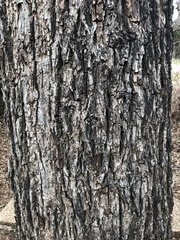 Magnoliopsida