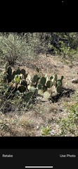 Opuntia pyrocarpa