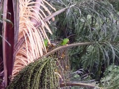 Brotogeris tirica