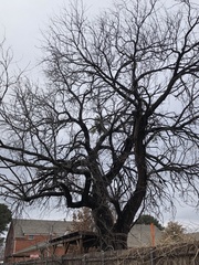 Prosopis glandulosa