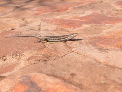 Trachylepis damarana