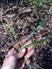 Dichanthelium equilaterale