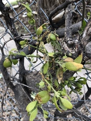 Magnoliopsida