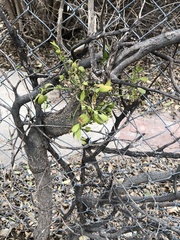 Magnoliopsida