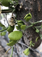 Magnoliopsida