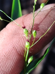 Dichanthelium equilaterale