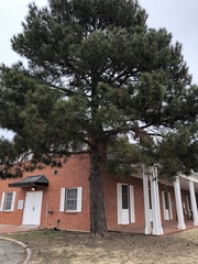 Pinus