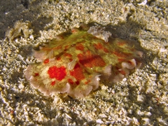 Platydoris cinereobranchiata