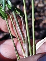 Dichanthelium equilaterale