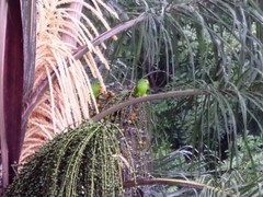 Brotogeris tirica