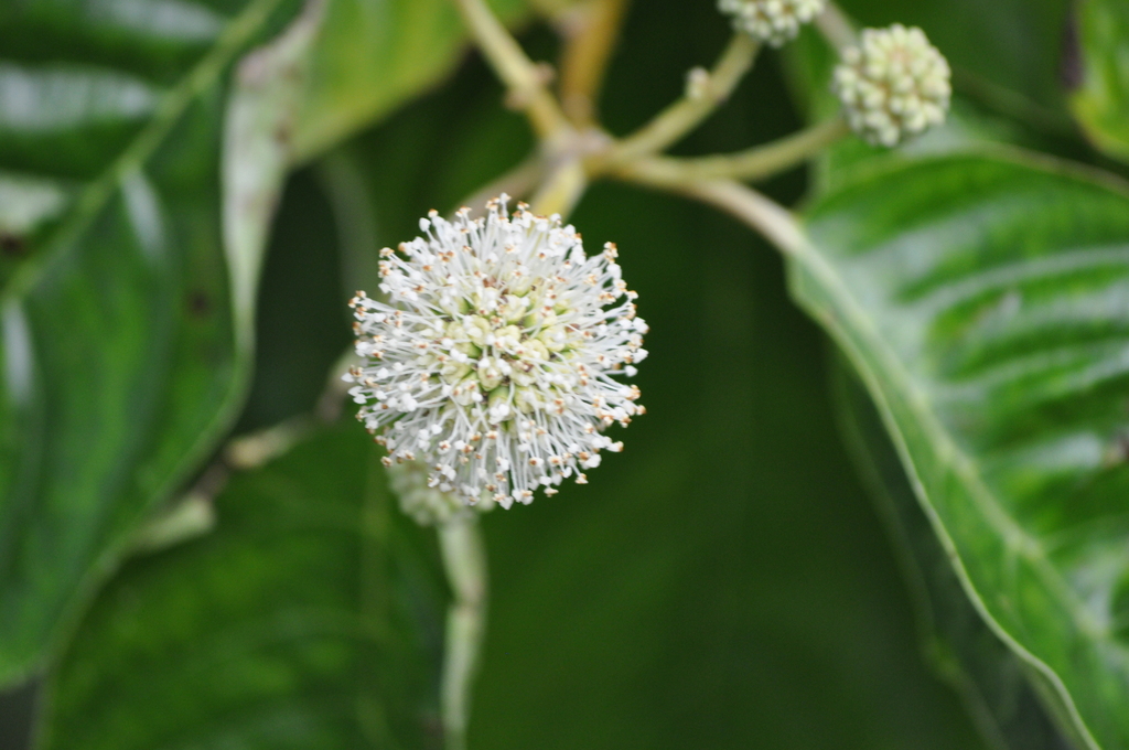 20 Semi Di Albero Felice - Camptotheca Acuminata - Semi Per Giardinaggio, Albero Da Esterno - Foto 2