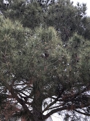 Pinus