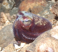 Rossia pacifica
