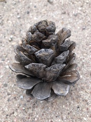 Pinus