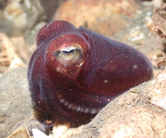 Rossia pacifica