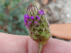 Dalea emarginata