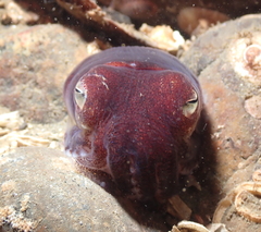 Rossia pacifica