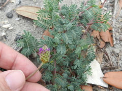 Dalea emarginata