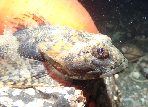 Great Sculpin