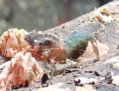 Spirontocaris prionota