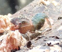 Spirontocaris prionota