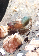Spirontocaris prionota