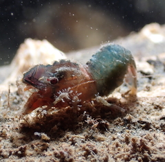 Spirontocaris prionota