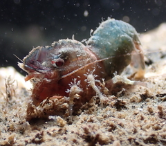 Spirontocaris prionota