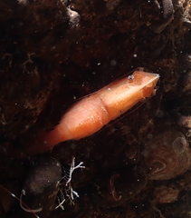 Spirontocaris prionota