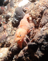 Spirontocaris prionota