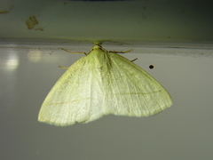 Parabapta clarissa