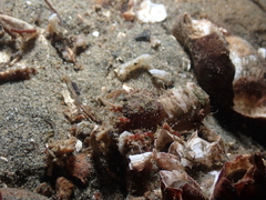 Spirontocaris prionota