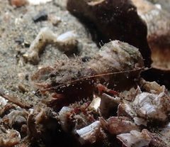 Spirontocaris prionota