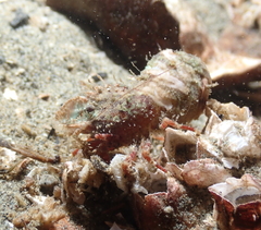 Spirontocaris prionota