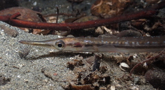 Aulorhynchus flavidus