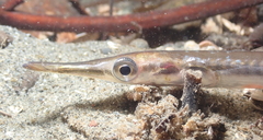 Aulorhynchus flavidus