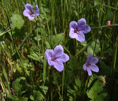 Erodium telavivense