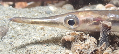 Aulorhynchus flavidus